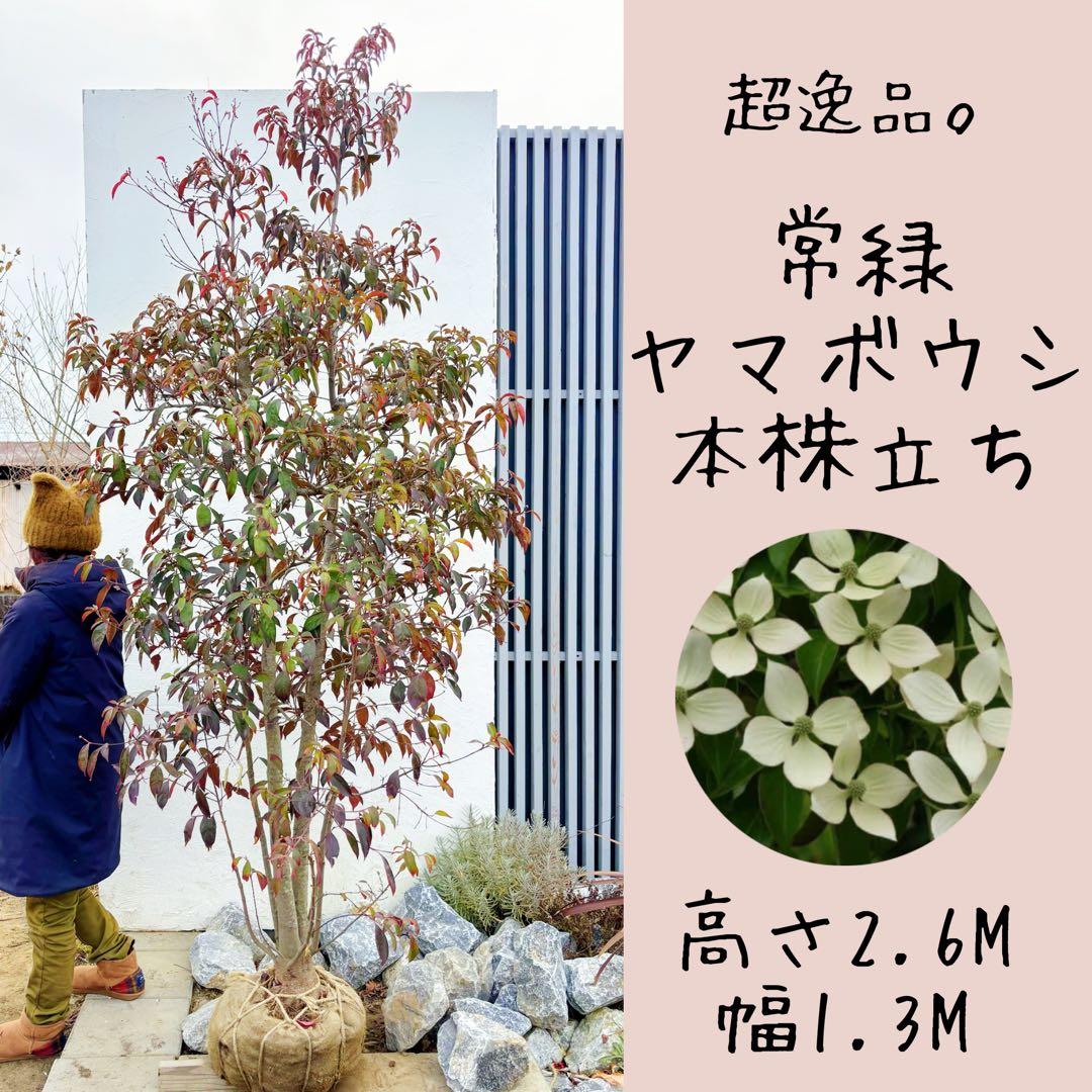 超逸品。常緑ヤマボウシ本株立ち2.6M(鉢底から)