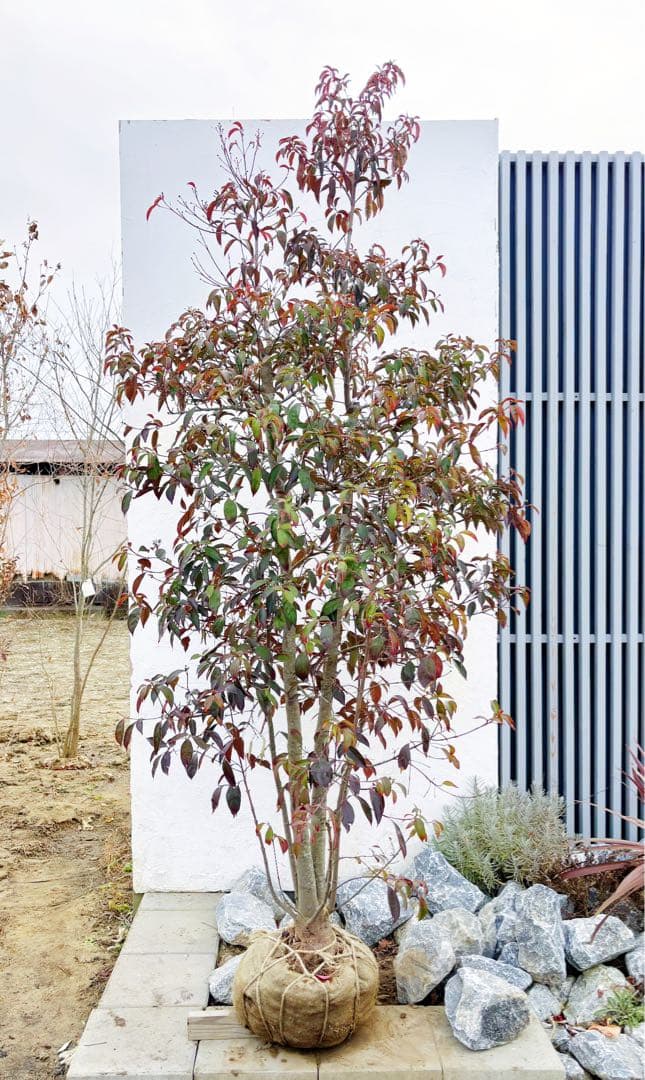 超逸品。常緑ヤマボウシ本株立ち2.6M(鉢底から)