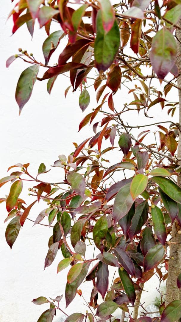 超逸品。常緑ヤマボウシ本株立ち2.6M(鉢底から)