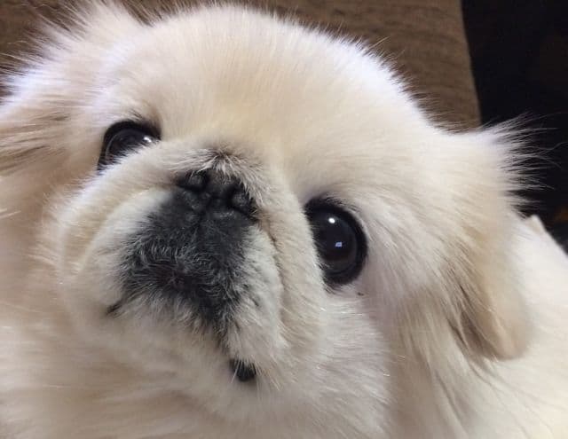 ゆいとまんページ 1800アネホ２本セット他の方はご購入出来ません。