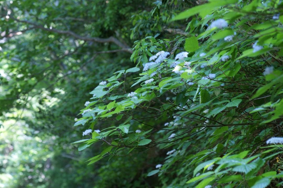 Pentax SMC Takumar 50mm F1.4 ペンタックス 実写あり