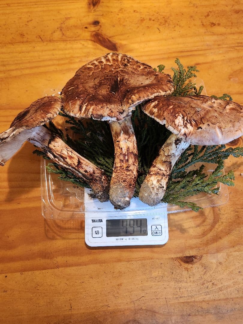 北海道産松茸 訳あり‼️ 494g