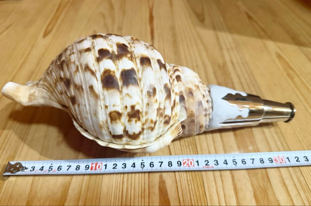 修験道法螺貝32.5㎝　山伏　密教　魔除け　熊よけ❣️ホラガイ　ほら貝