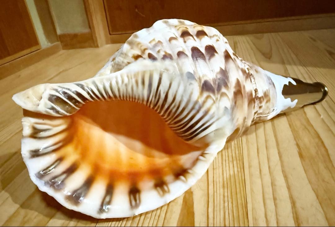 修験道法螺貝32.5㎝　山伏　密教　魔除け　熊よけ❣️ホラガイ　ほら貝