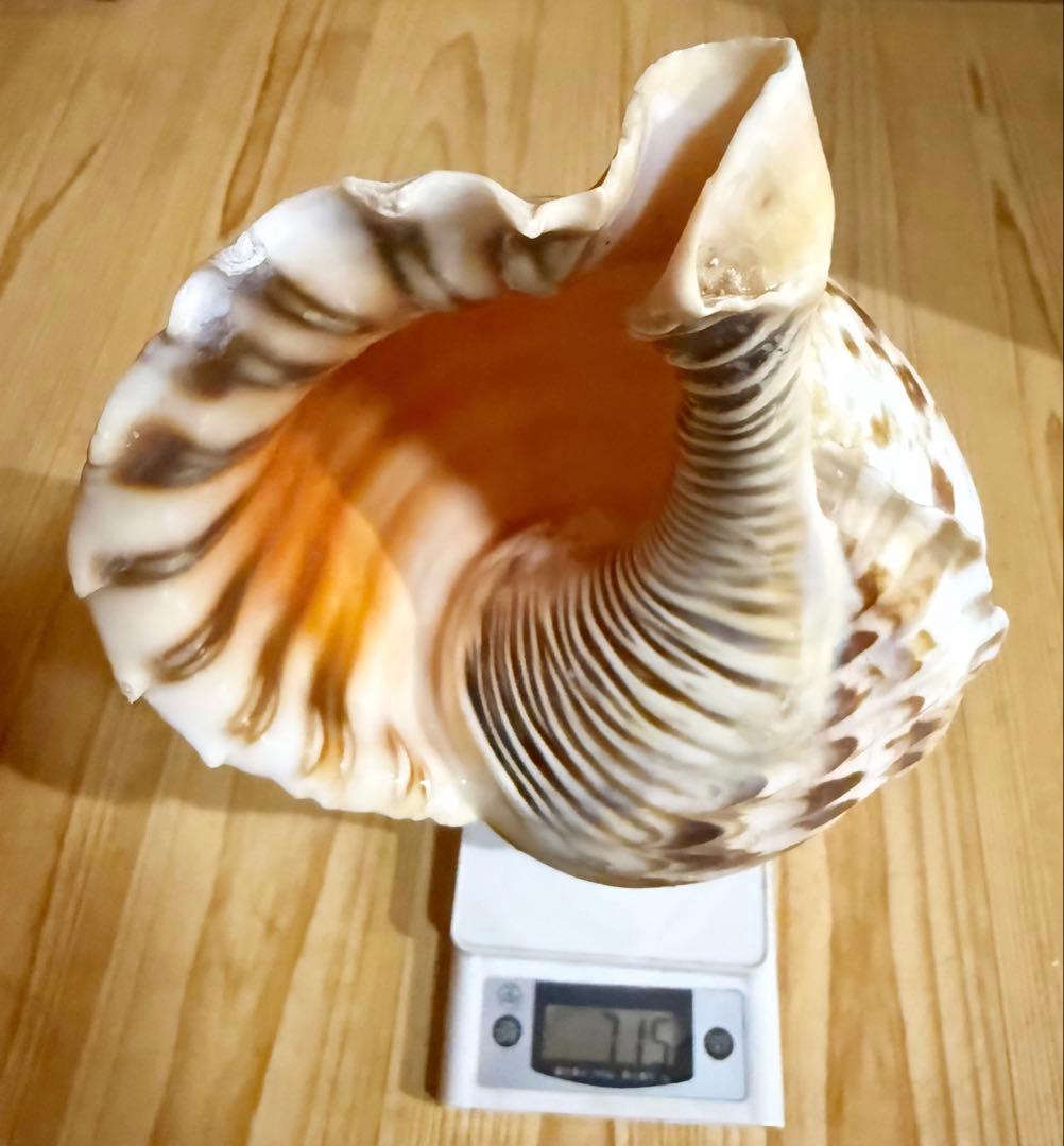 修験道法螺貝32.5㎝　山伏　密教　魔除け　熊よけ❣️ホラガイ　ほら貝