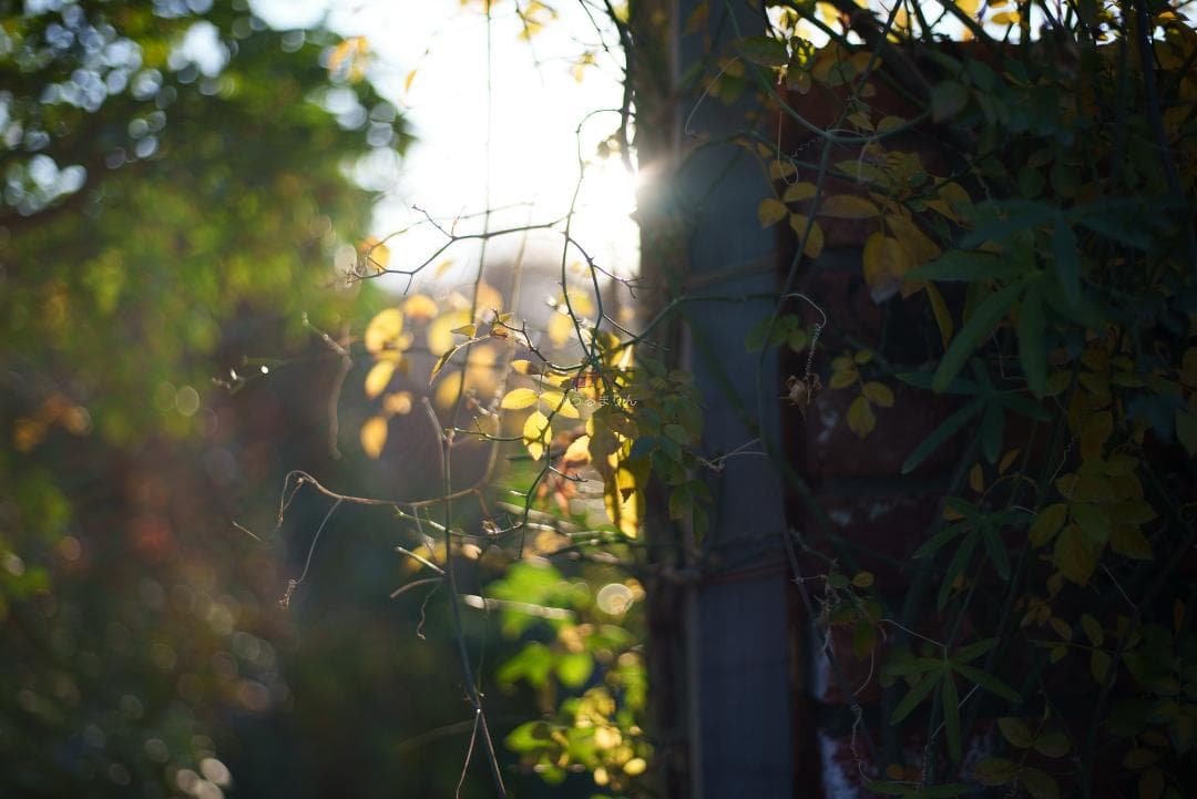 光学美品！隠れた銘玉！CONTAX Planar 50mm F1.7 AEJ