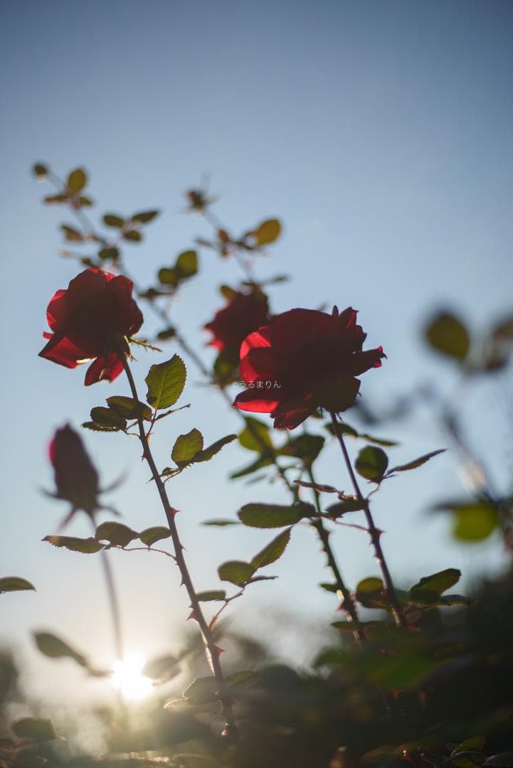 光学美品！隠れた銘玉！CONTAX Planar 50mm F1.7 AEJ
