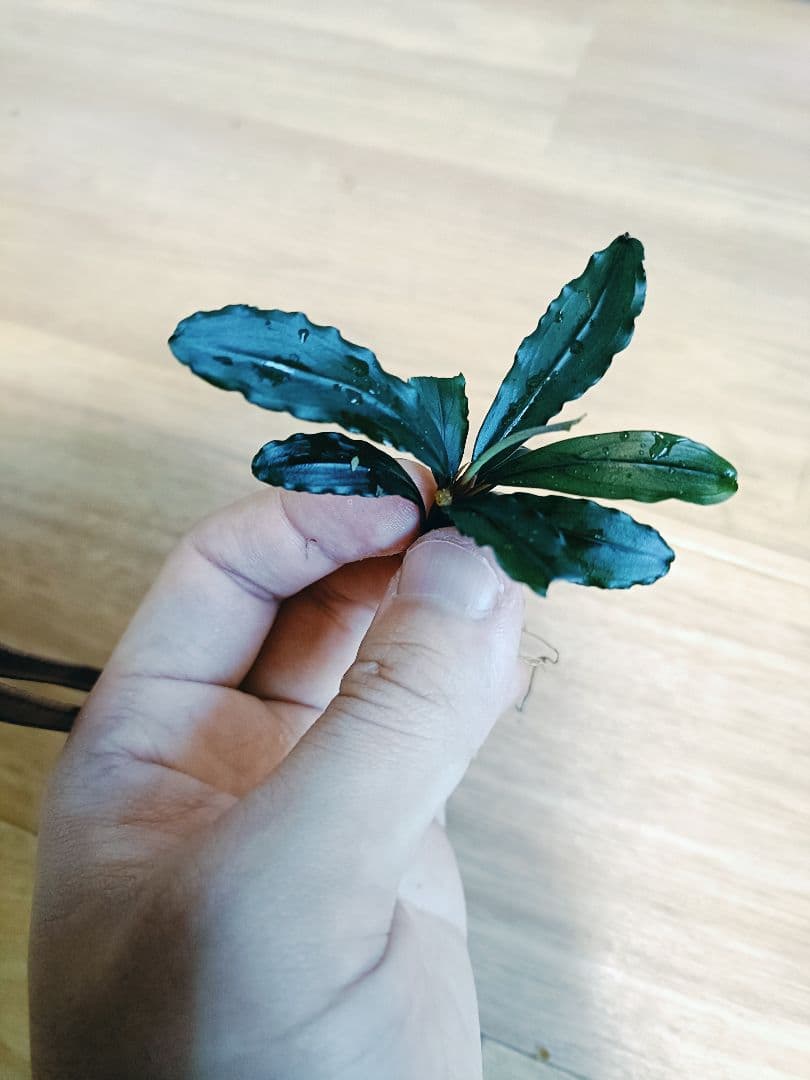 ア*イ様 Bucephalandra sp. \