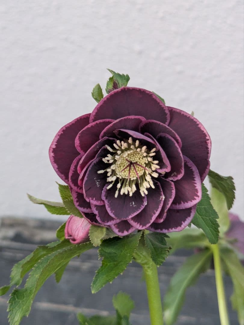 【野田園芸】クリスマスローズ　ダークパープルddベタブロッチ