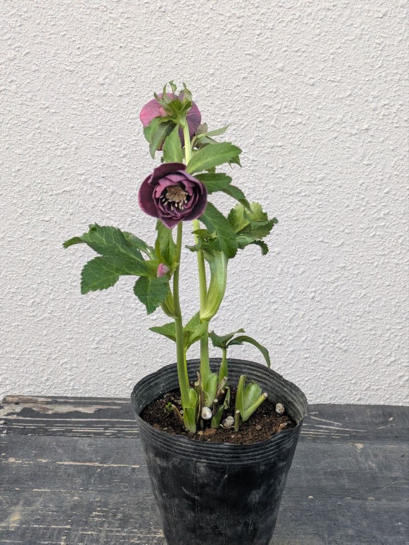 【野田園芸】クリスマスローズ　ダークパープルddベタブロッチ