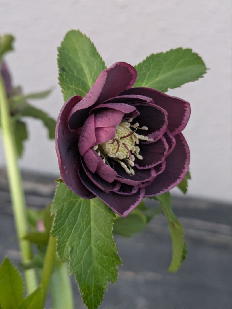 【野田園芸】クリスマスローズ　ダークパープルddベタブロッチ