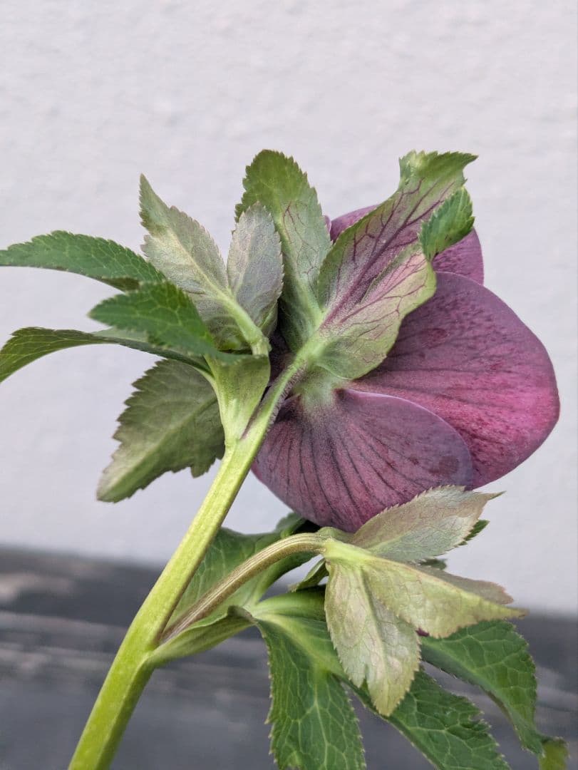 【野田園芸】クリスマスローズ　ダークパープルddベタブロッチ