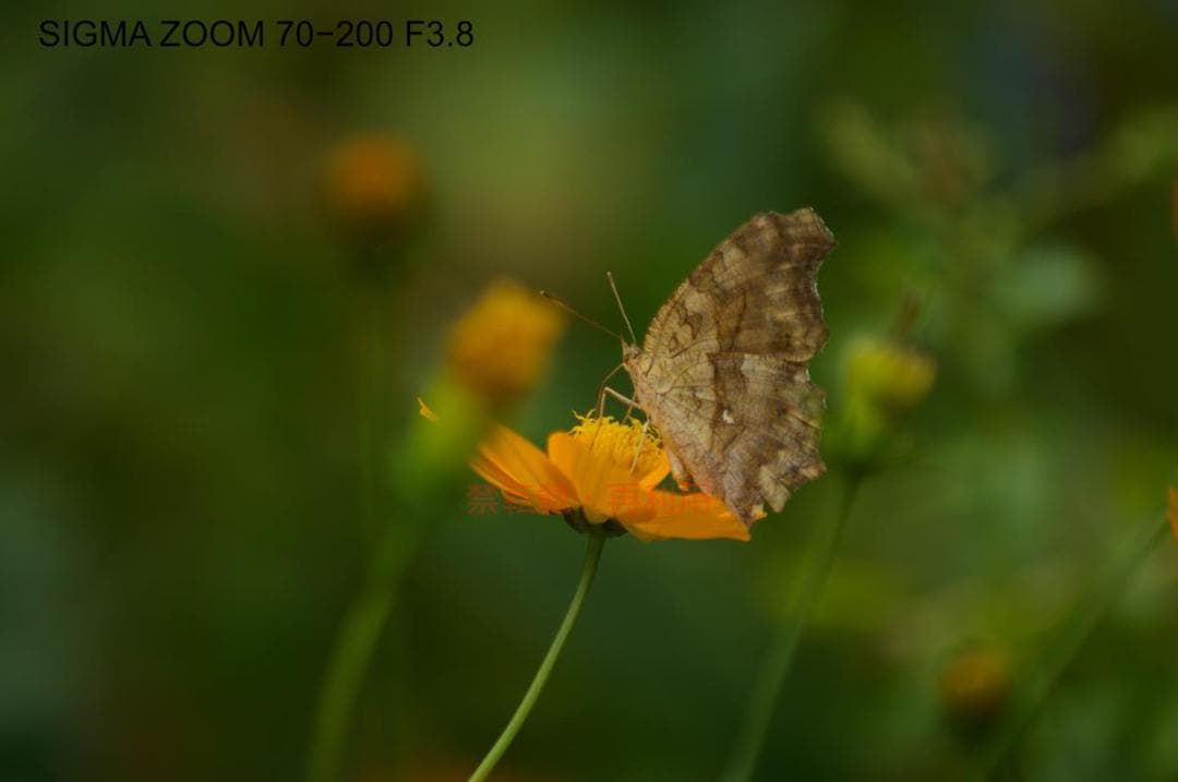 【完動並品・作例あり】PENTAX K20D +SIGMA AFズーム2本付き