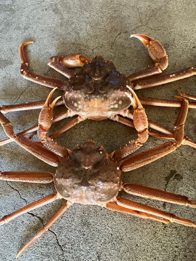 北海道産　活オオズワイガニ　大サイズ4杯