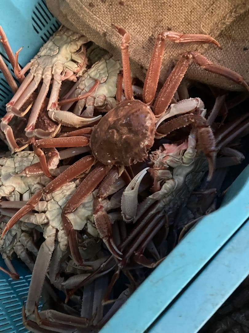 北海道産　活オオズワイガニ　大サイズ4杯