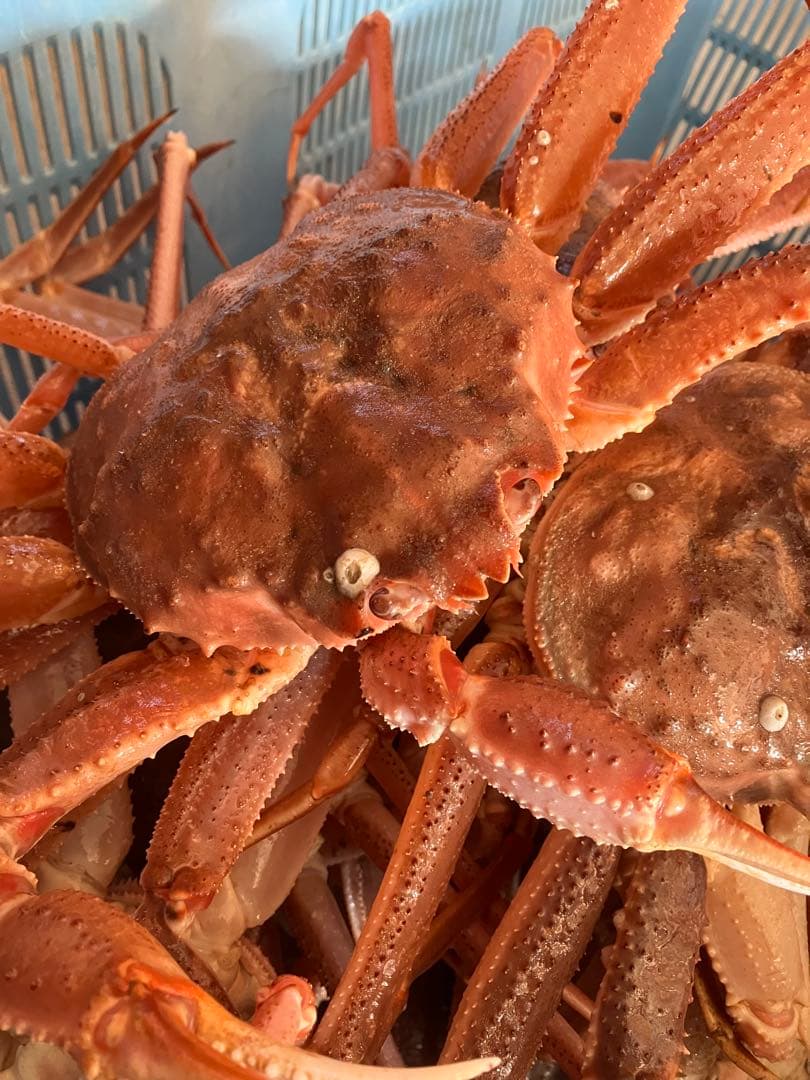 北海道産　活オオズワイガニ　大サイズ4杯