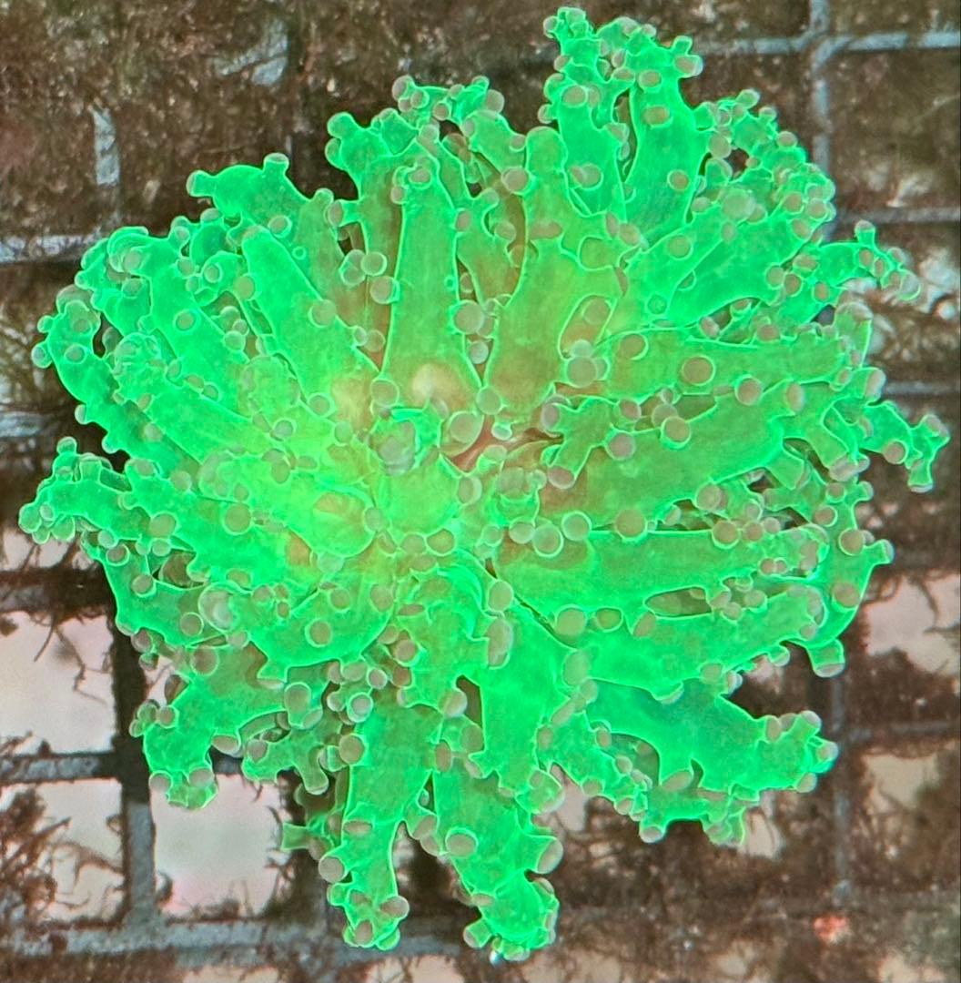 スポポビッチ專用