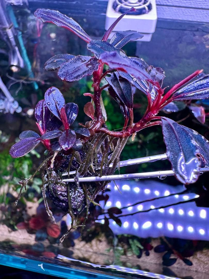 ブセファランドラsp.ネオ2015