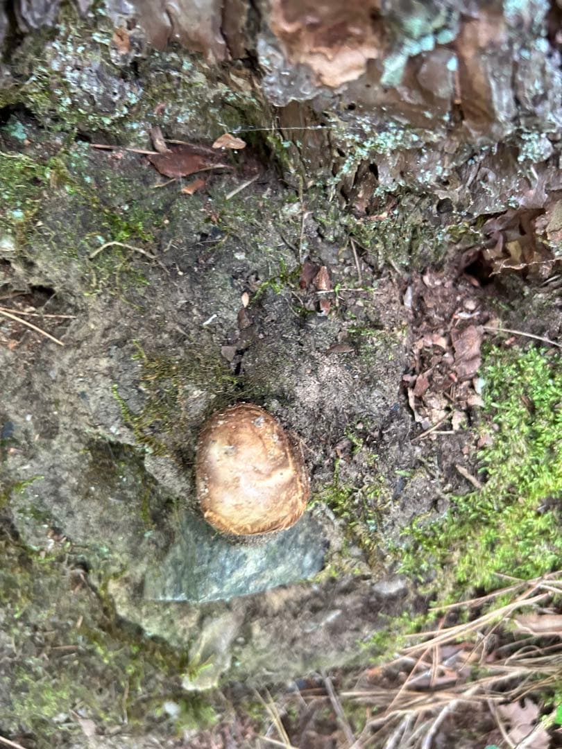 岩手県産松茸 176ｇ