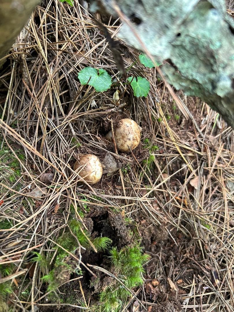 岩手県産松茸 176ｇ