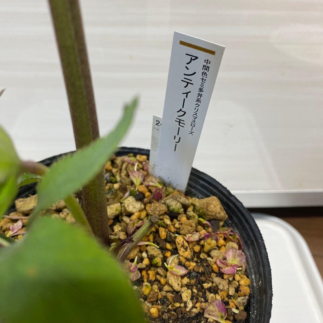 アンテークモーリークリスマスローズ苗