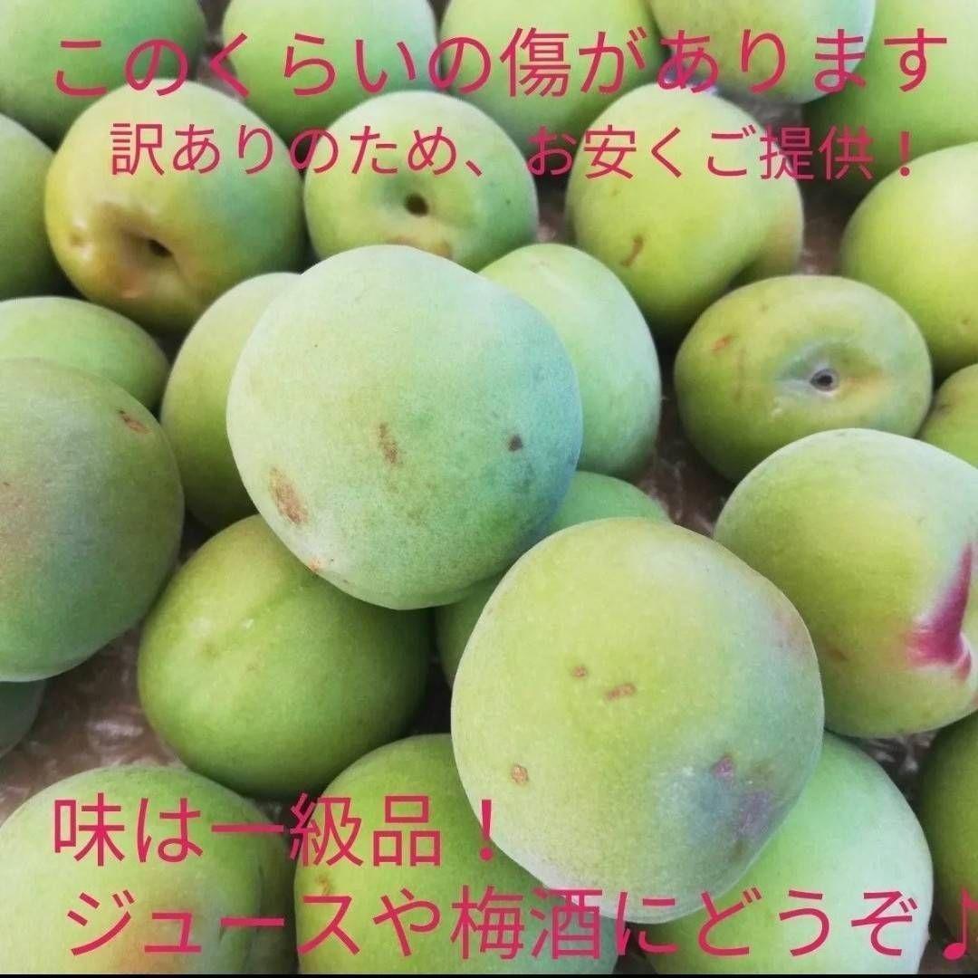 【6月限定8kg】とれたて完熟梅 紀州南高梅