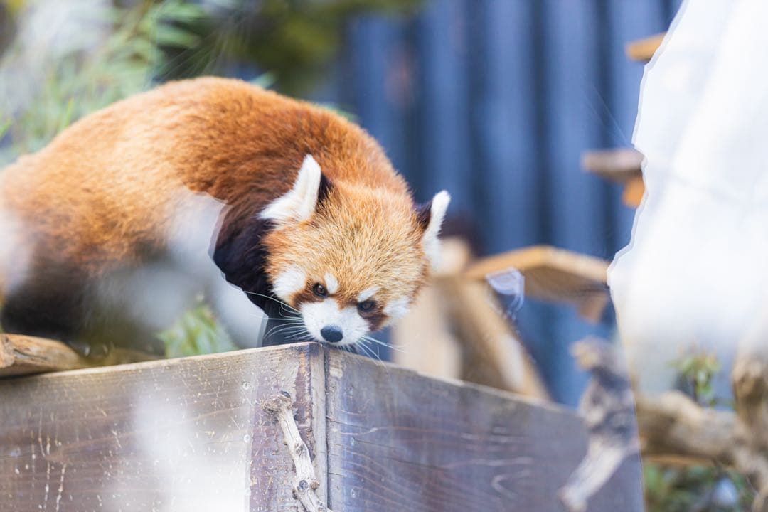 Canon EOS R 純正バッテリーグリップ付き