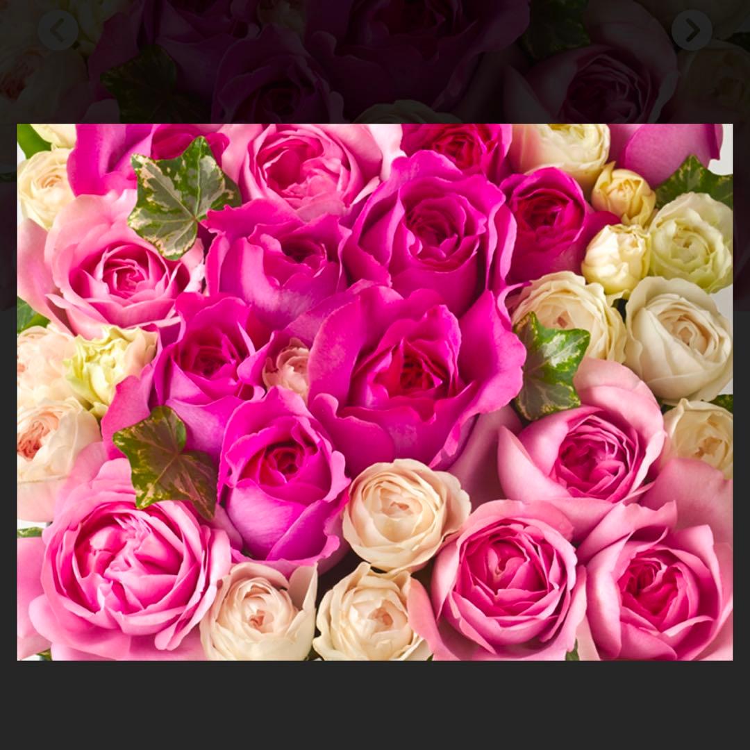 ミニオン@プロフ必読　5040 56a8 11.3kg×2