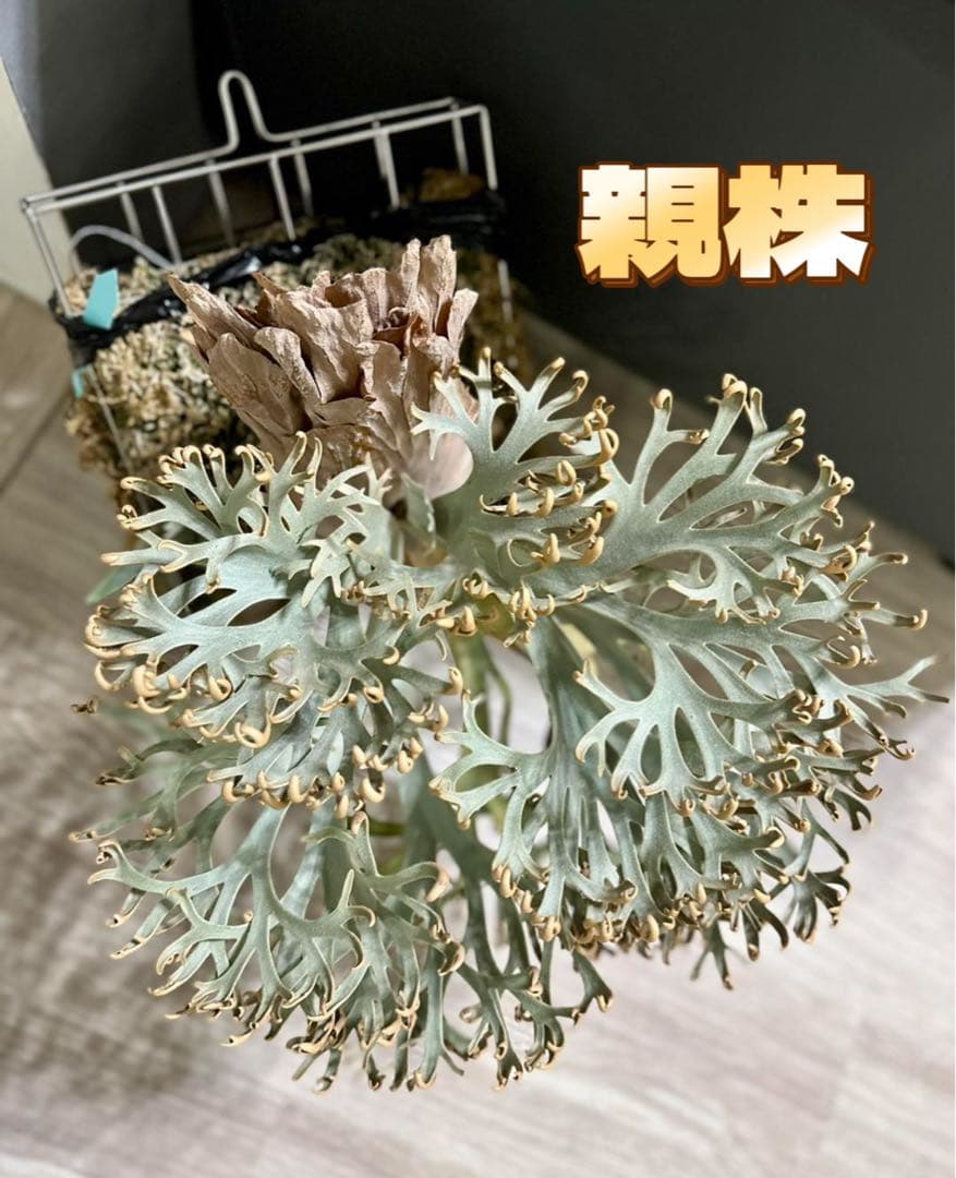 しーあ　ビカクシダ　P.willinckii Dwarf Nook