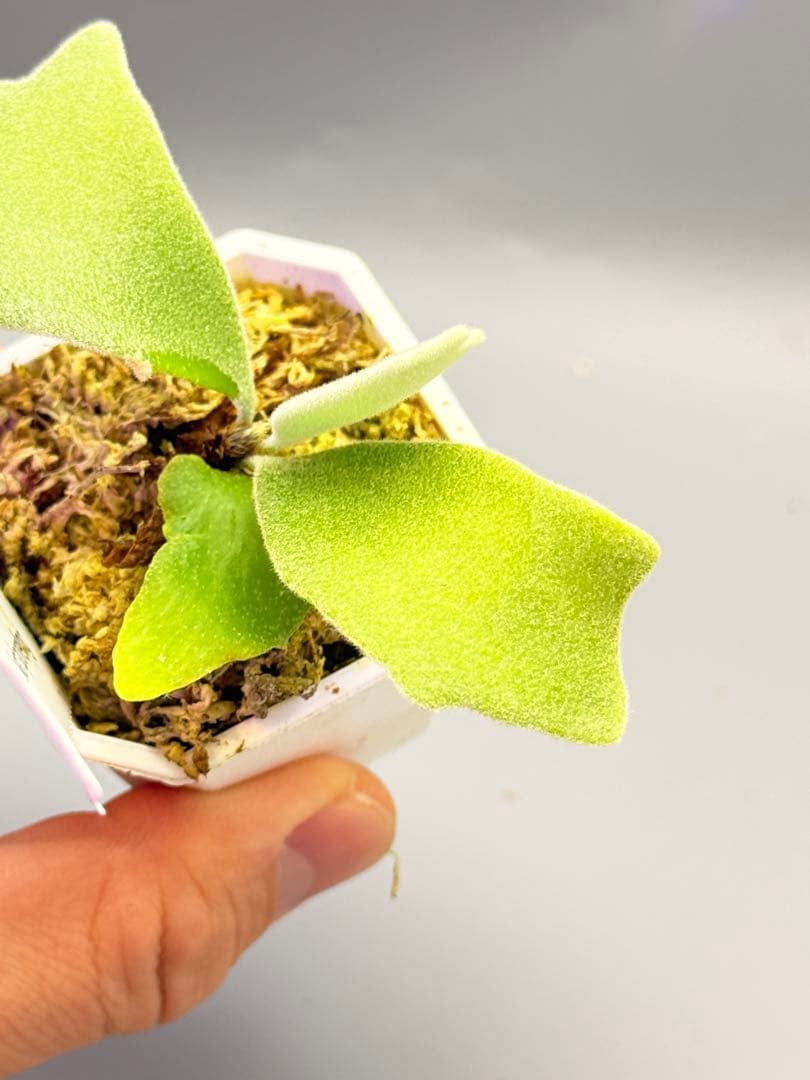 しーあ　ビカクシダ　P.willinckii Dwarf Nook