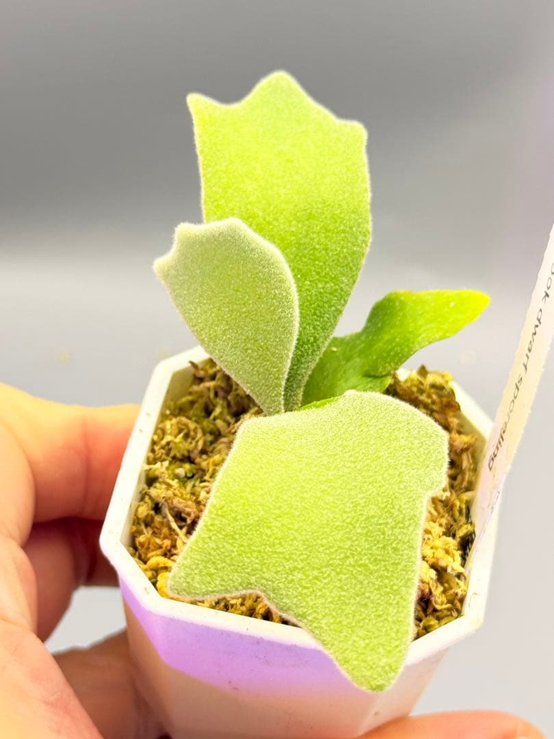 しーあ　ビカクシダ　P.willinckii Dwarf Nook