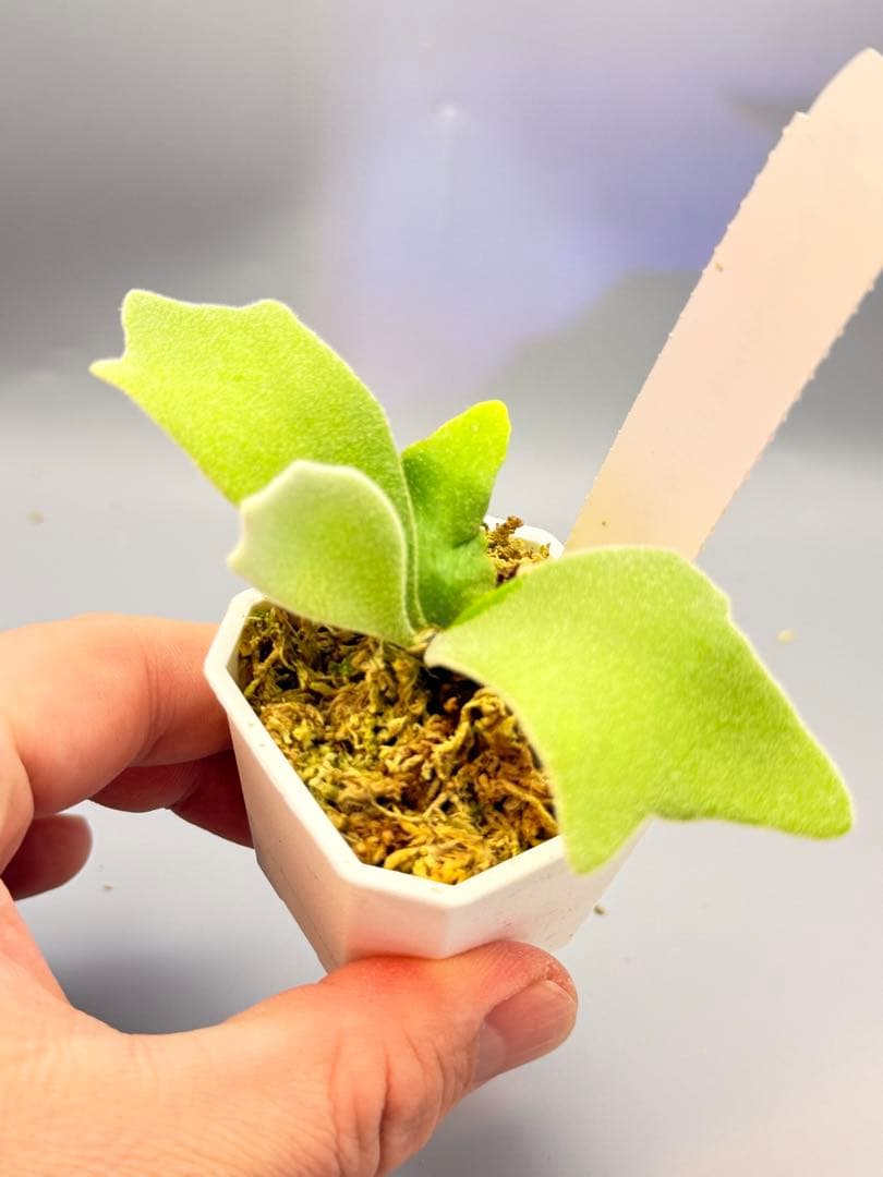 しーあ　ビカクシダ　P.willinckii Dwarf Nook