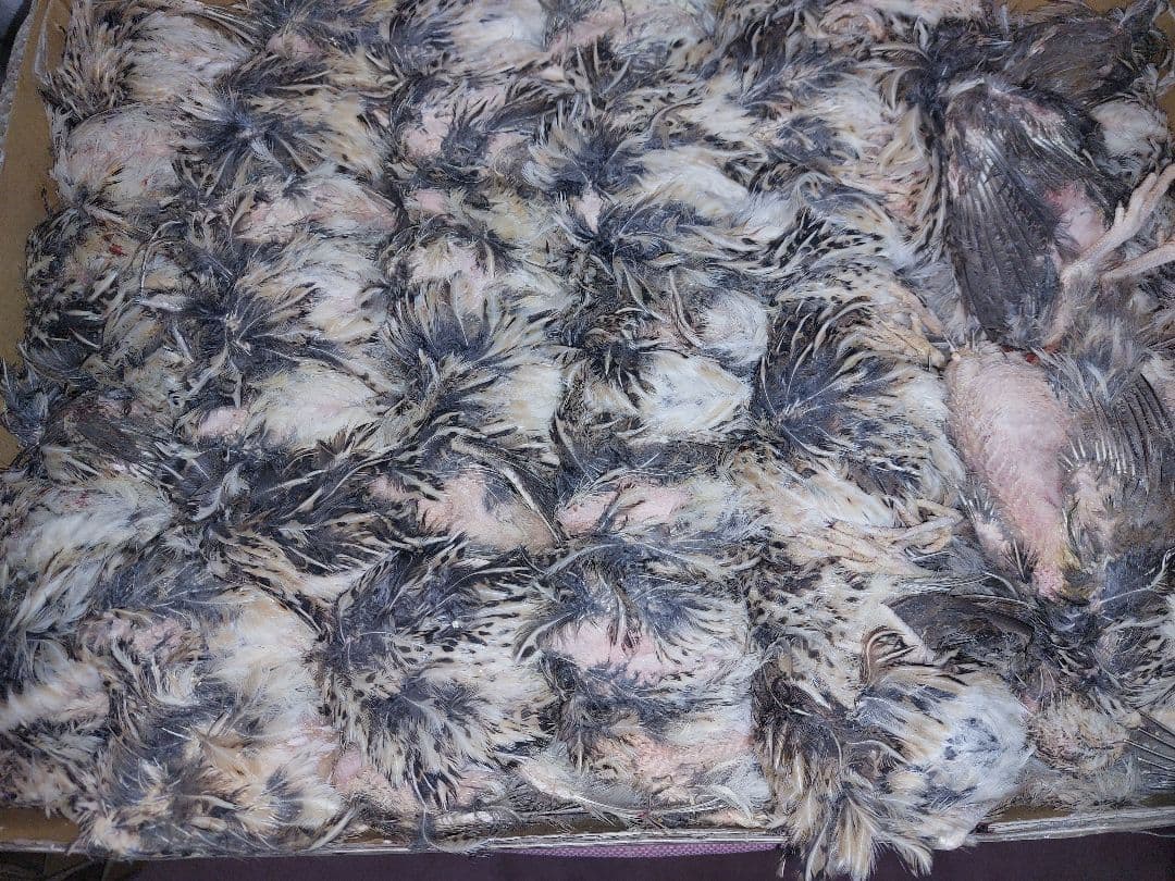 ハッピー様、内臓処理済み(国内産)　2ケース　猛禽、爬虫類等に。