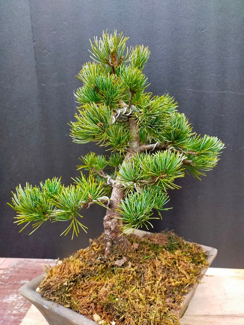 To4kazu様　五葉松　盆栽　模様木