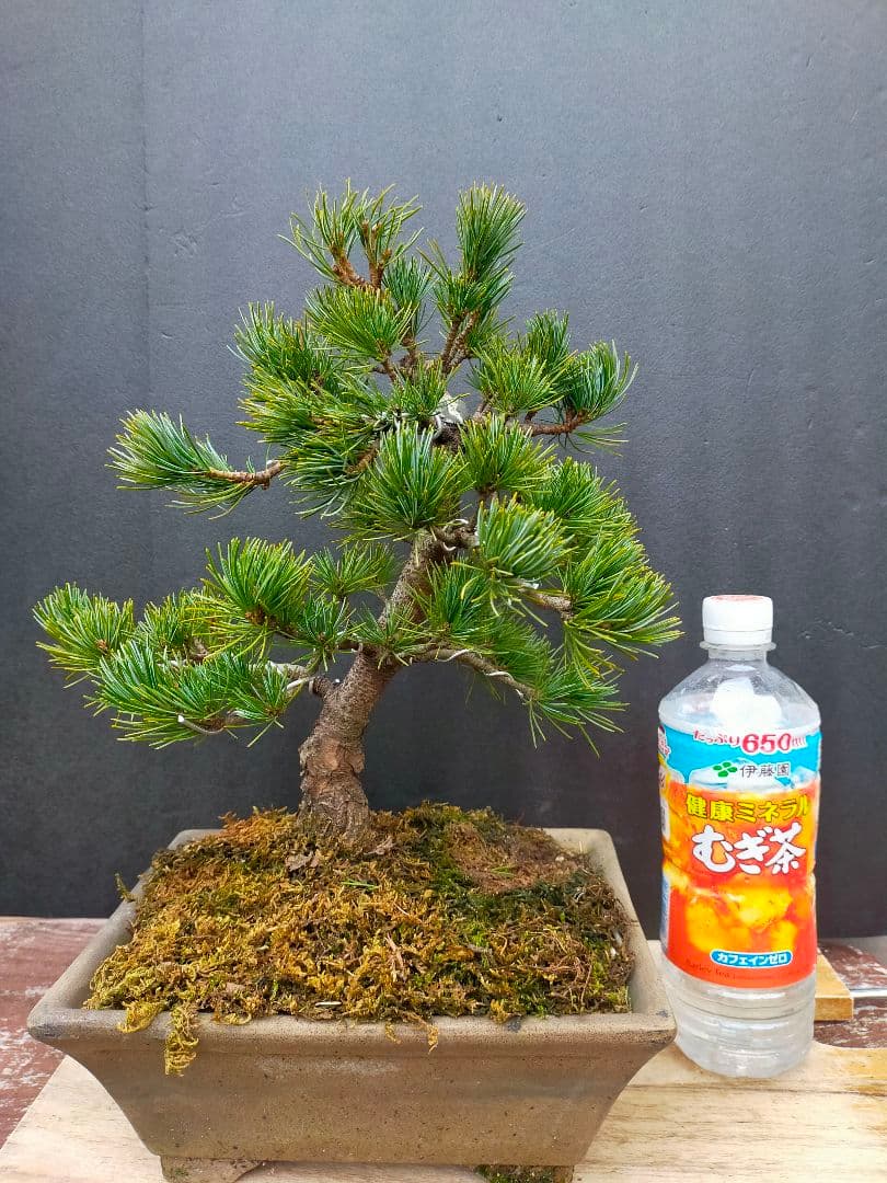 To4kazu様　五葉松　盆栽　模様木