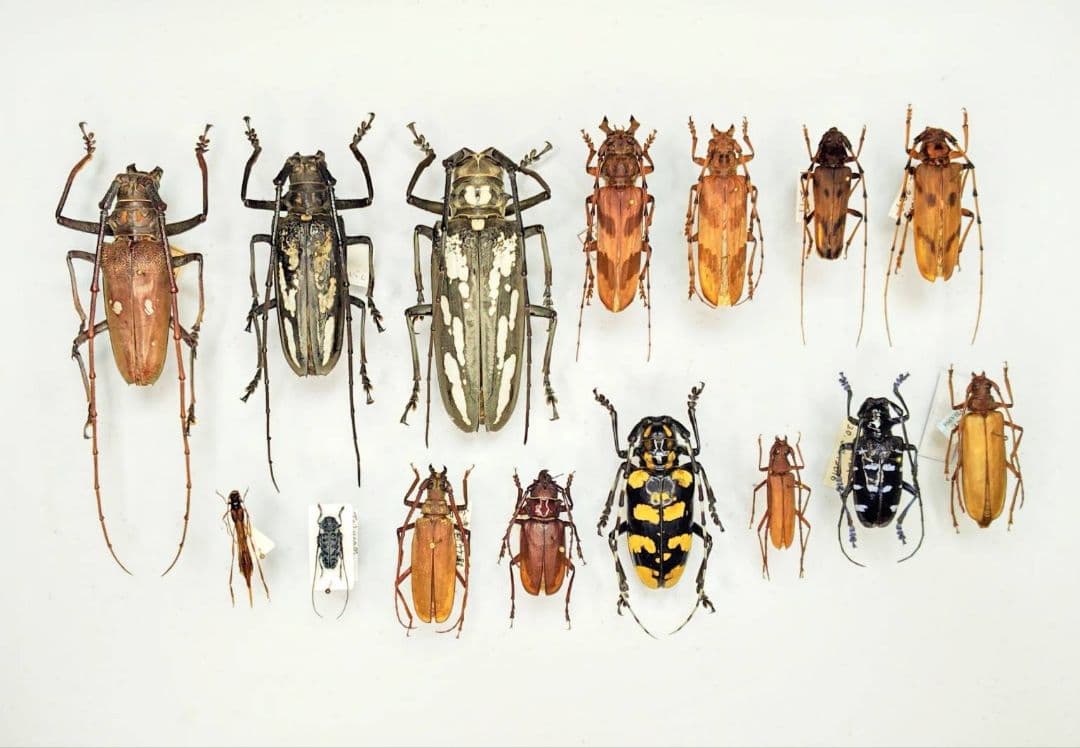 昆虫標本　カミキリムシ