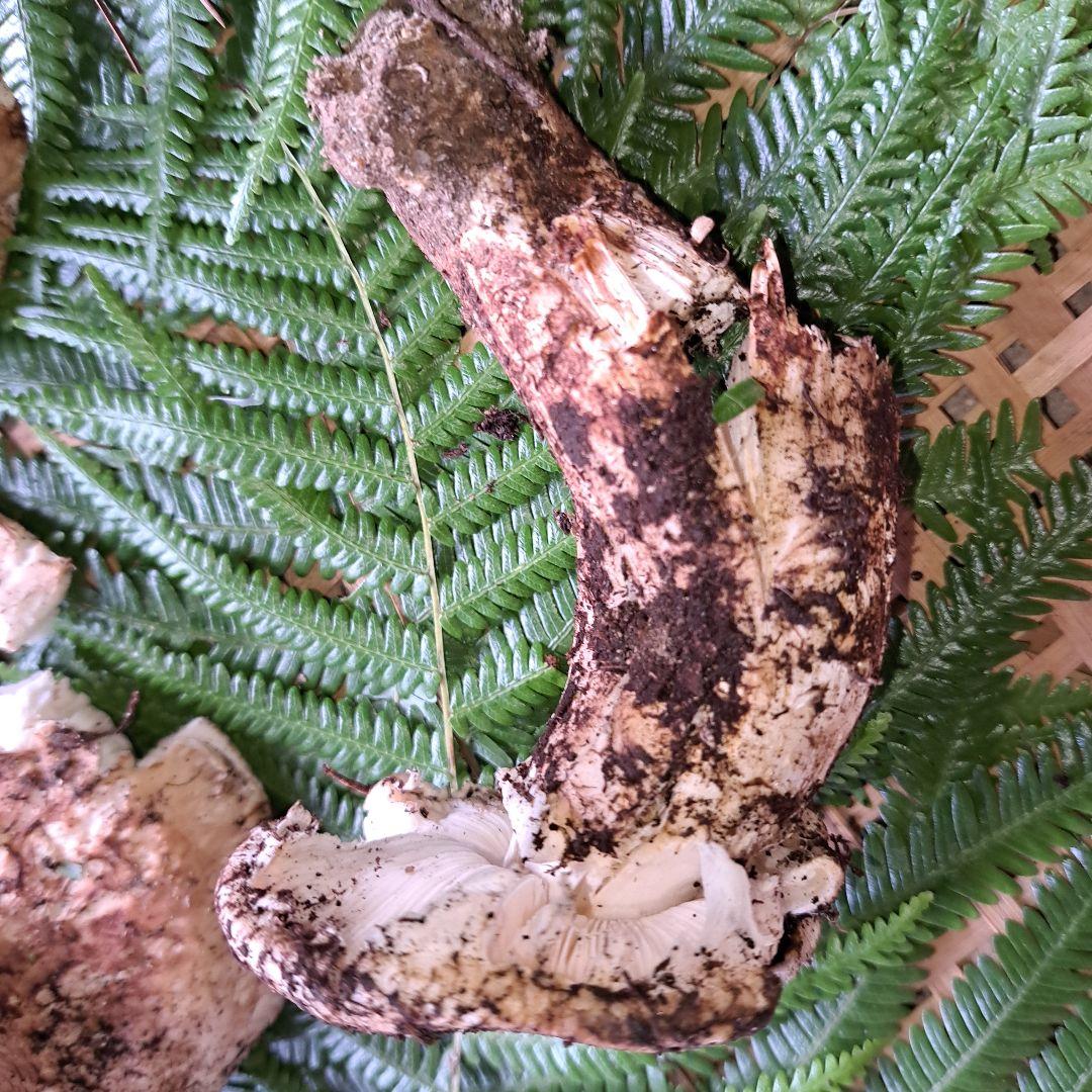 広島県産松茸　256g　2本折れてます。