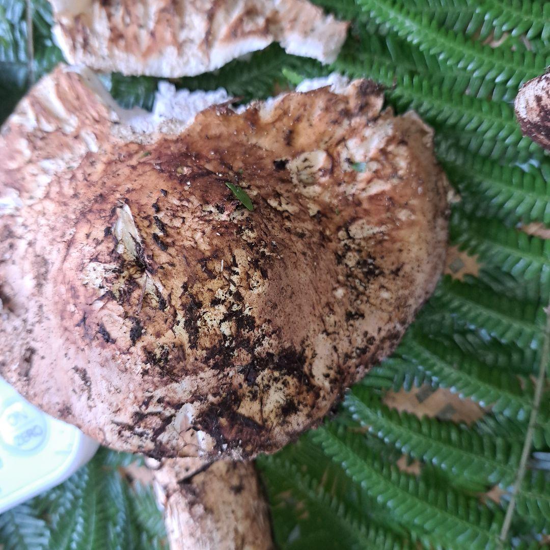 広島県産松茸　256g　2本折れてます。