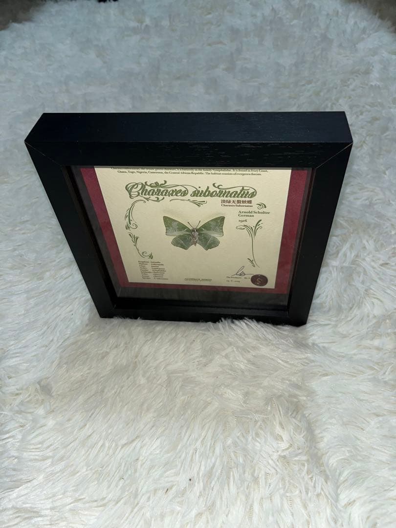 標本　チャーラクセズ・スーボーナタズ 蝶