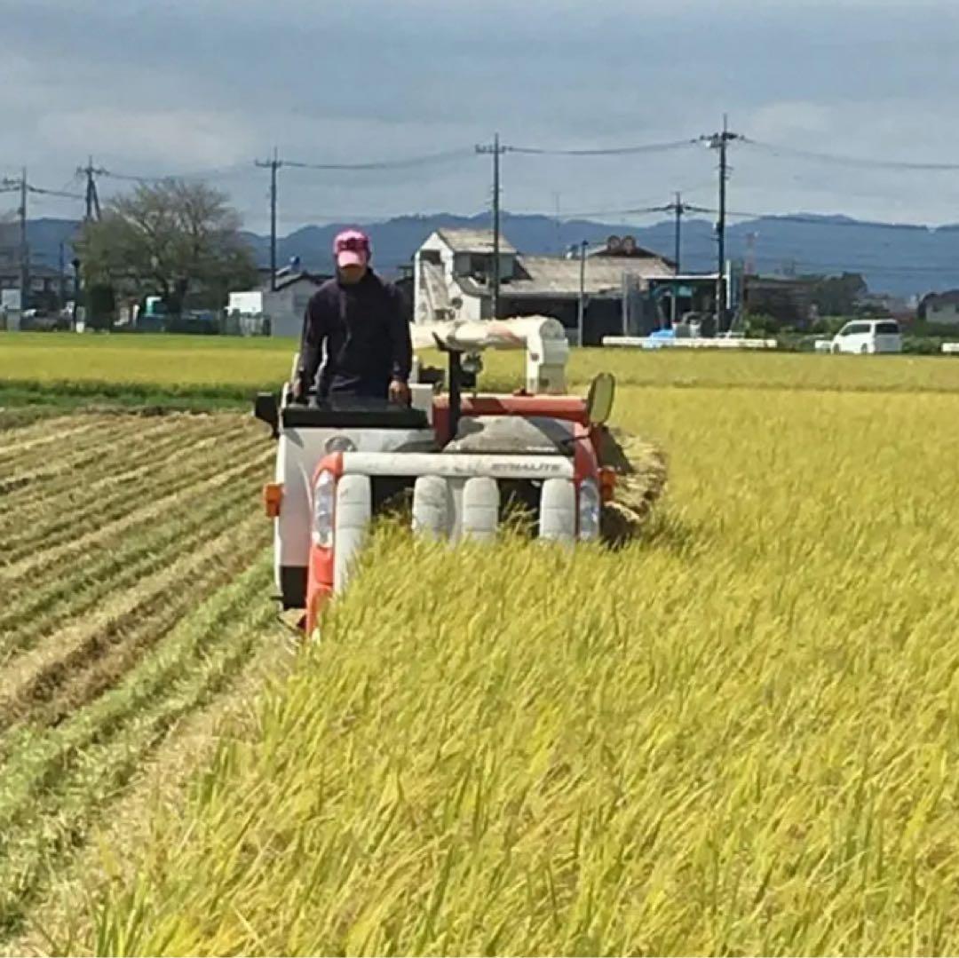 リピーター出品　令和6年産とちぎの星 10kg