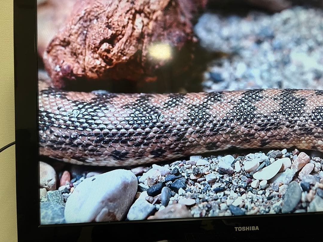 東芝　REGZA　40インチ　2011年製造　液晶テレビ