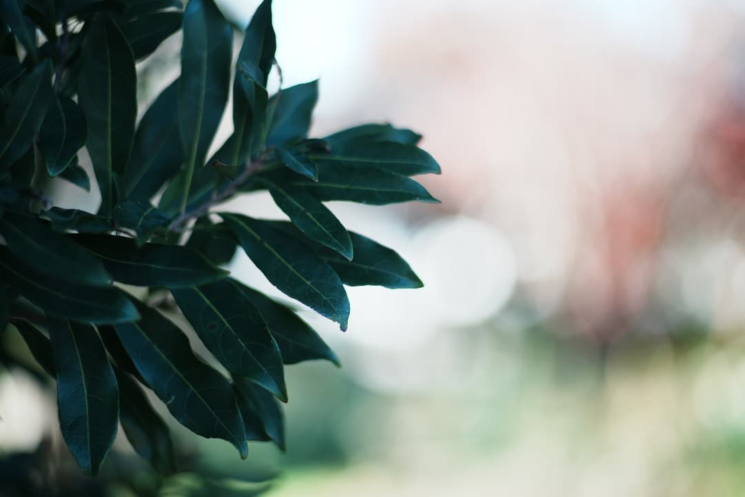 【整備＆テスト済】Nikkor-H Auto 85mm F1.8 485