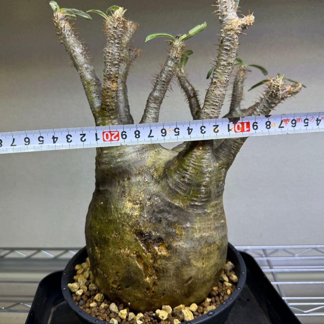 パキポディウム グラキリス 現地球 発根管理中