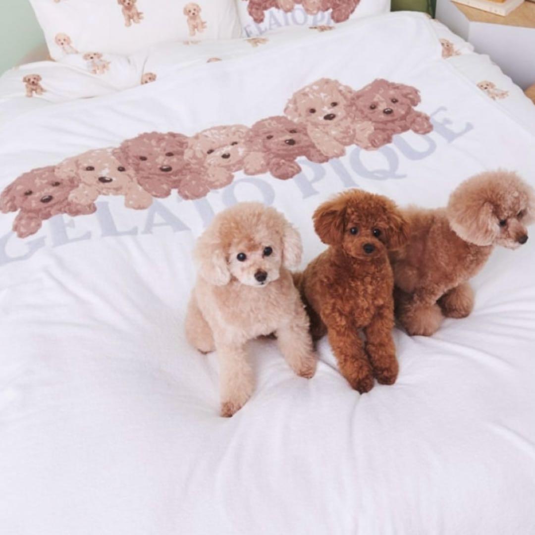 専用 最安値 【新品】 トイプードルジャガードマルチカバー ジェラピケ