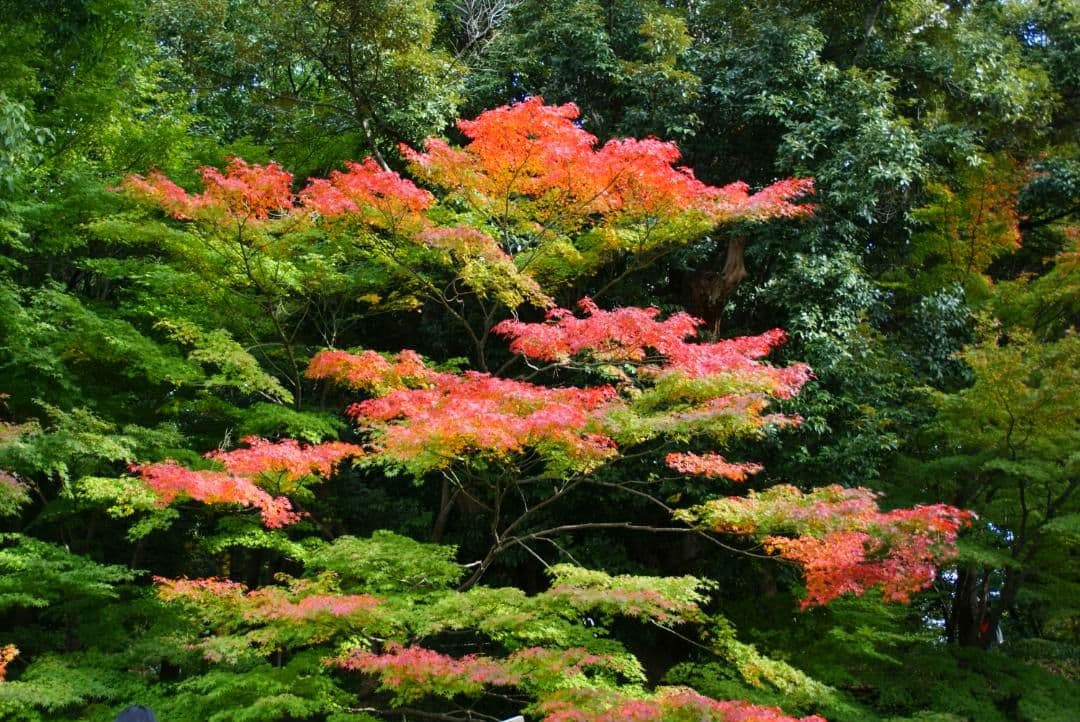 SONY DT 18-200mm F3.5-6.3 ズームレンズ