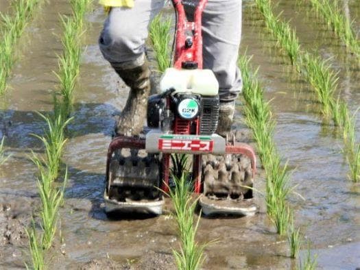 農家保有米 令和7年産 10キロ 玄米 コシヒカリ 10kg(5kg×2) 新米