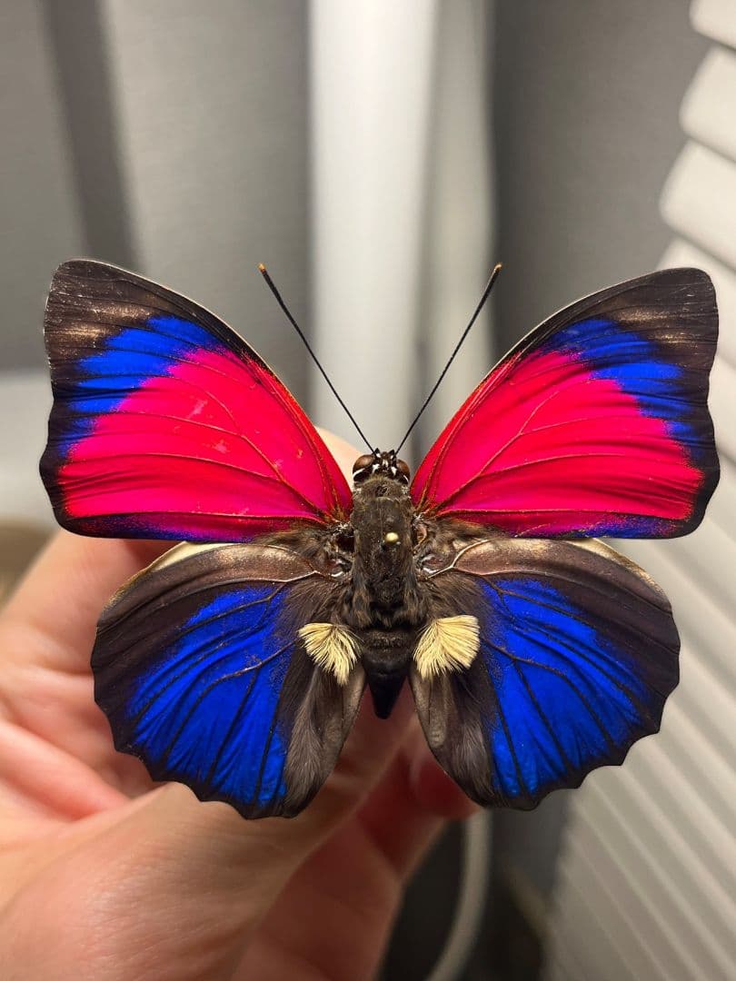 【発光感有】アグリアスクラウディナサルダナパルス♂ ミイロタテハ 蝶標本 甲虫