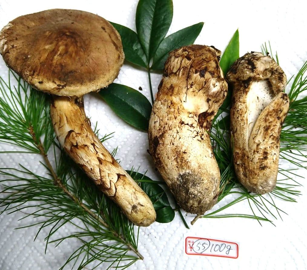 55.南信州産松茸約100g