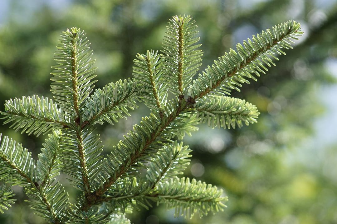 作例付き　NIKON Ai-s 200mm F4 nikkor 管mpr