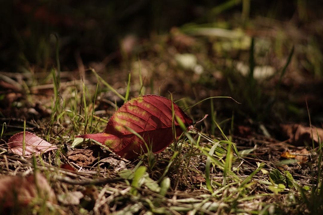 作例付き　NIKON Ai-s 200mm F4 nikkor 管mpr